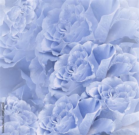 Pretty Blue Flower Backgrounds | Best Flower Site