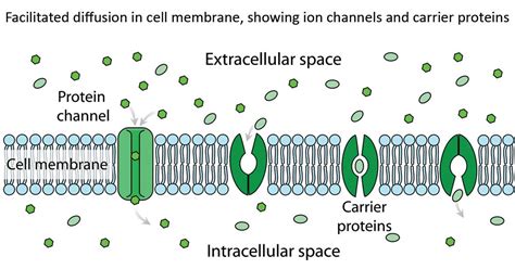 Facilitated Diffusion- Definition, principle, factors, examples