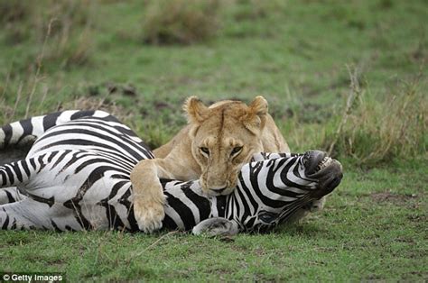 Zebra's stripes make it easier for them to be caught by predators | Daily Mail Online