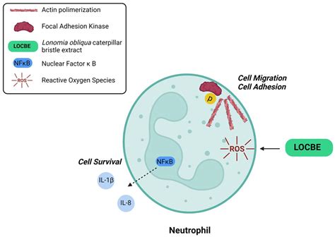 Toxins | Free Full-Text | Effect of Lonomia obliqua Venom on Human Neutrophils