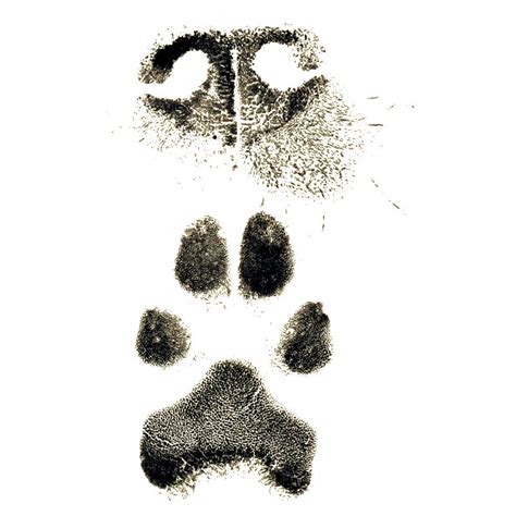 How To Take Dog Nose Print