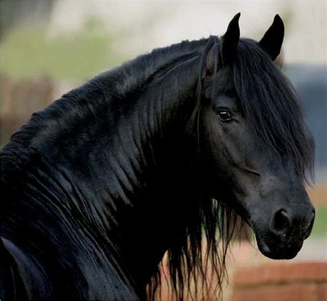 gorgeous black horse | For the Love of Horses | Pinterest | Animales