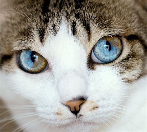 names for cats with heterochromia - Wendolyn Carrion