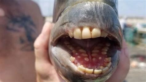 Fish with 'human' teeth caught in North Carolina - BBC News