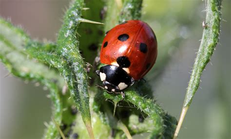 1280x720 wallpaper | red and black lady bug | Peakpx