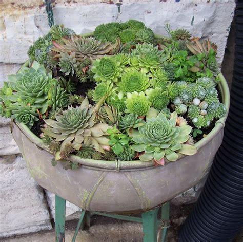 MARTHA MOMENTS: Succulents in Containers