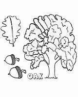 Oak Tree Image coloring Page  Download Print Or Color Online For Free sketch template
