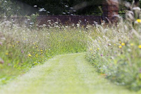 JS14 Flowering Lawn - Jubilee Seeds & Turf