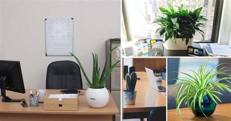 15 Best Office Desk Plants That Don't Need Space | Best office plants ...