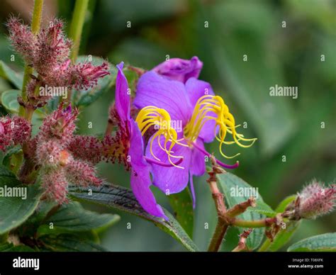 Chinese dwarf rhododendron hi-res stock photography and images - Alamy