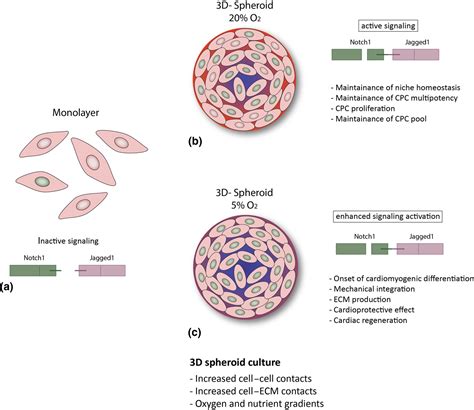 Spheroid three-dimensional culture enhances Notch signaling in cardiac progenitor cells | MRS ...