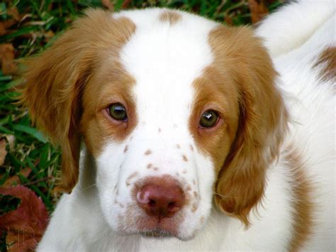 Brittany Spaniel pup- how could you resist that sweet face?! (With images) | Brittany spaniel ...