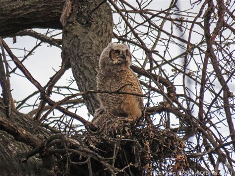 Great Horned Owl Chicks - 365 Days of Birds