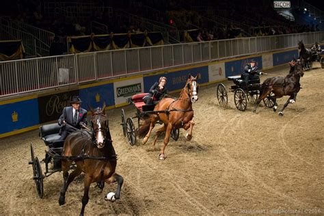 Royal Horse Show Photos