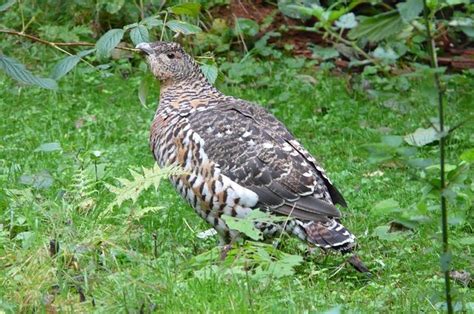 Scottish Birds | Scottish Birds of Prey & Garden Birds | Highland Titles