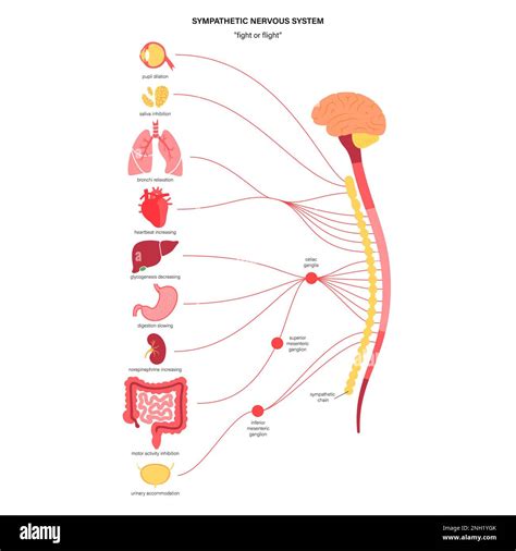 Sympathetic nervous system, illustration Stock Photo - Alamy