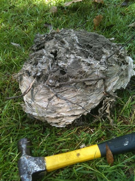 ALL Florida Recent Bee Removals: Alachua Yellow Jacket Nest Removal