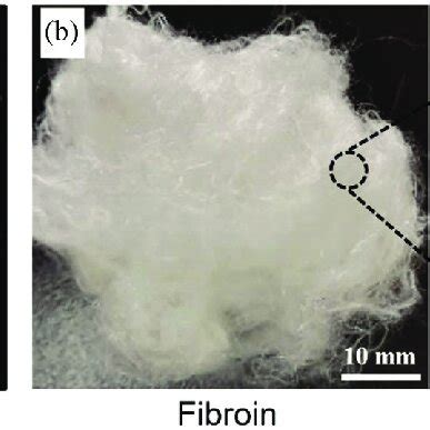 Photographs of extracted initial sericin and silk fibroin. (a) sericin... | Download Scientific ...