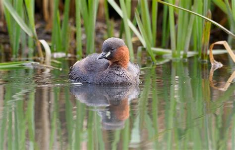 Little Grebe | Bird Identification Guide | Bird Spot