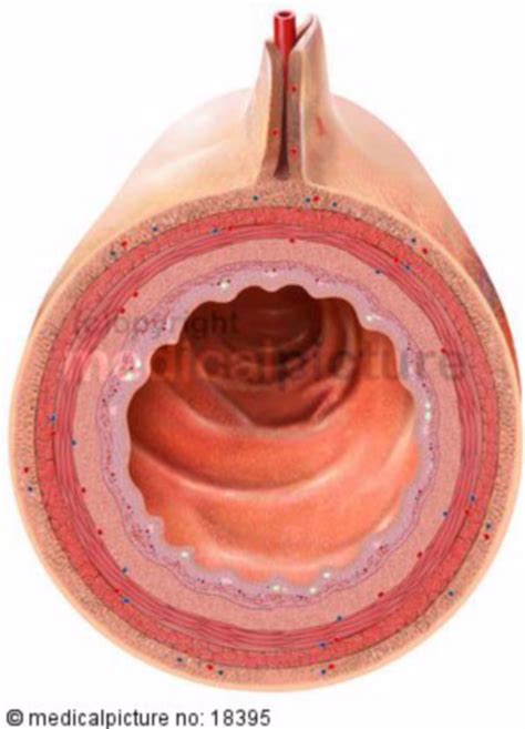 Lumen of the small intestine, ileum - DocCheck