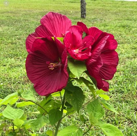 Red Luna Hibiscus Cold Hardy Seeds | Etsy