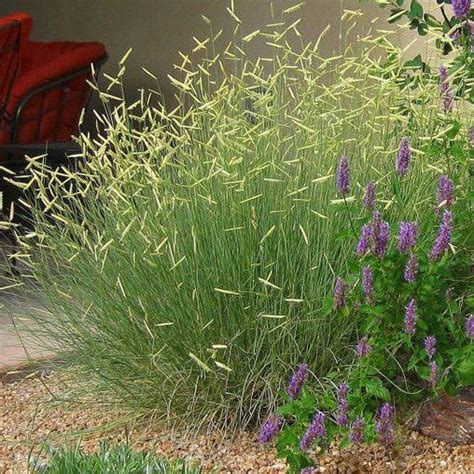 Blue Grama Grass for Sale Online – Greener Earth Nursery