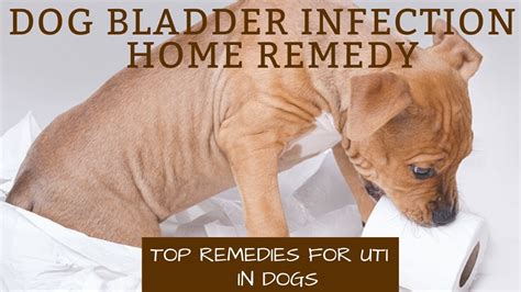 Natural Remedies For Dog Bladder Infection | studytreasure.com