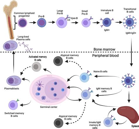 B Lymphocytes Diagram