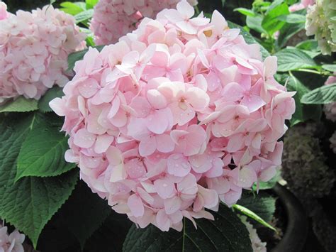 Pink Hydrangea Wallpapers - Wallpaper Cave