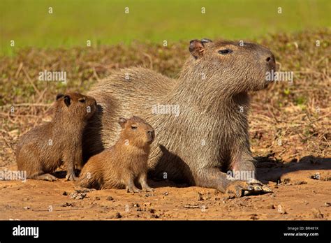 Capybara family hi-res stock photography and images - Alamy