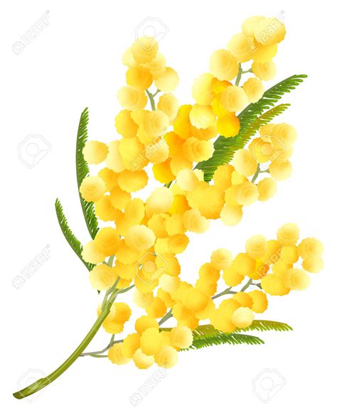 Acacia flowers clipart 20 free Cliparts | Download images on Clipground 2024