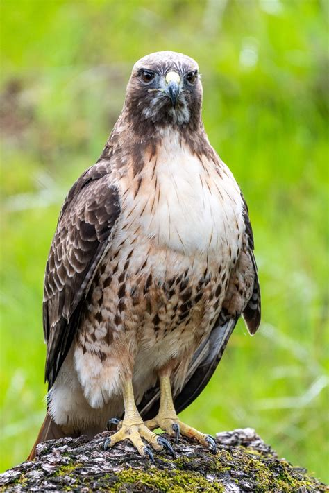 Oakland Zoo | Red-Tailed Hawk