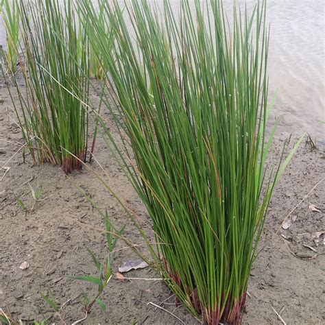 Rushes of various types, all having slender green stems — Green Star ...