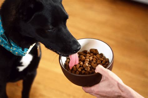 The Benefits of Air-Dried Dog Food | Animal Wellness Magazine