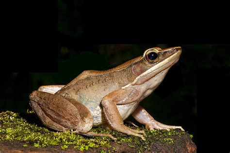 Six new species of golden-backed frogs identified in the Western Ghats