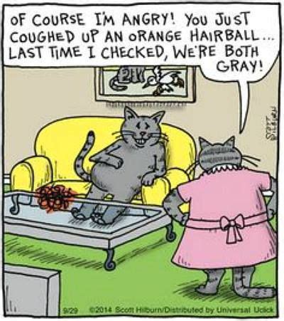 how long does it take for cat to cough up hairball - Daysi Everett