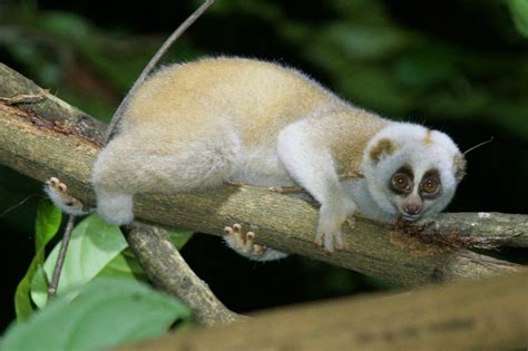 Bengal Slow Loris in August 2017 by HUANG QIN · iNaturalist