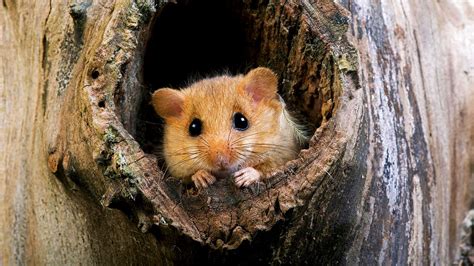 Hazel Dormouse (Muscardinus avellanarius) - Woodland Trust