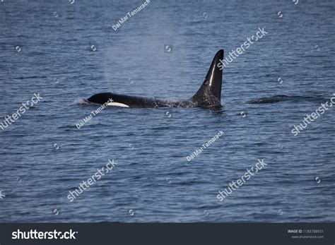 Side View Orca Killer Whale Stock Photo 1183788931 | Shutterstock