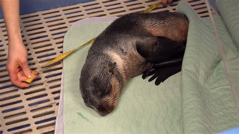 Northern fur seal pup rescued by Campbell River fish farm staff | CTV News