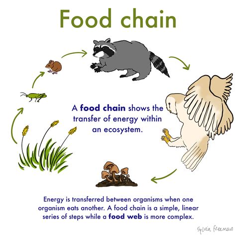 Food Chain — Definition & Examples - Expii | Food chain, Food chain ...