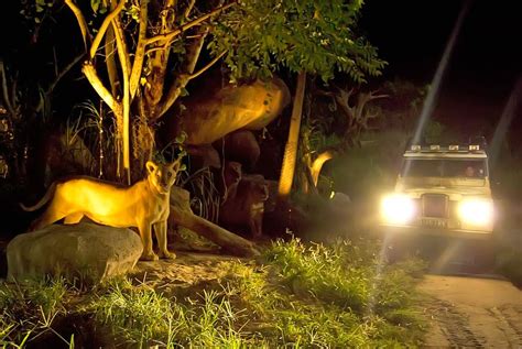 NIGHT SAFARI - Tour Packages | CCI Tours & Travel