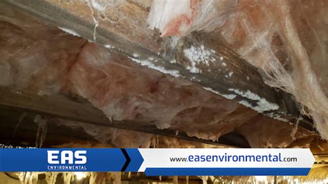 The Benefits of Professional Crawl Space Mold Removal | EAS Environmental