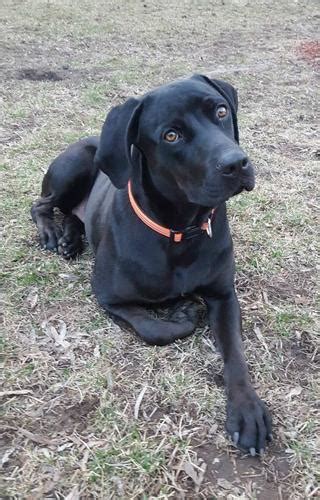 Dani Black Labrador Retriever Adult - Adoption, Rescue | Black Labrador ...