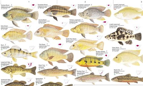 Freshwater Fishes, Southern Africa - Poster: All the Larger Indigenous and Introduced Species ...