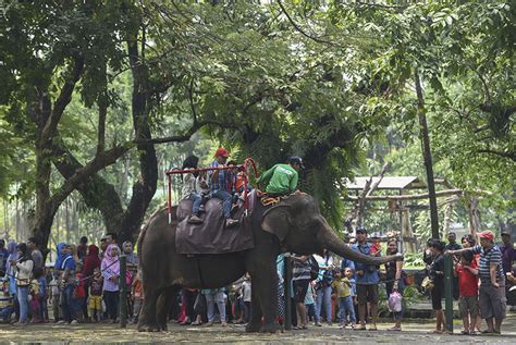 Wisata Kebun Binatang Surabaya | Republika Online