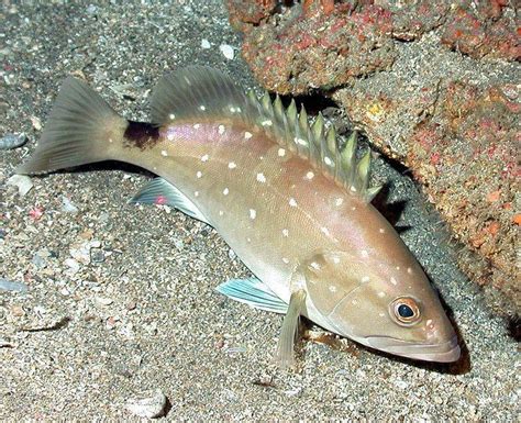 Commercial Harvest of Snowy Grouper in South Atlantic Waters Closes on August 10 - Coastal ...