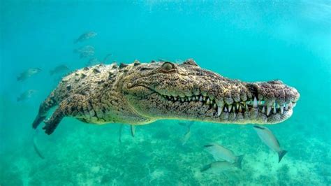 Man-eater crocodile ‘buaya pemakan manusia’, kenali jenis buaya air ...