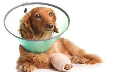 22 Common Dachshund Health Problems and Concerns - A-Z Animals