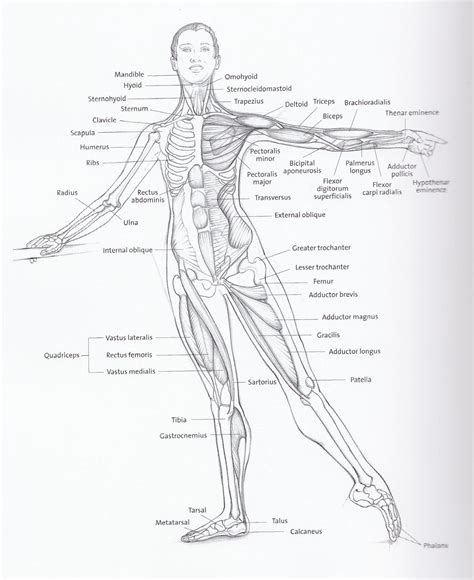 Ballet Dancing: Looking after your Feet, Ankles and Calves | Dance teacher, Dance art, Dance ...